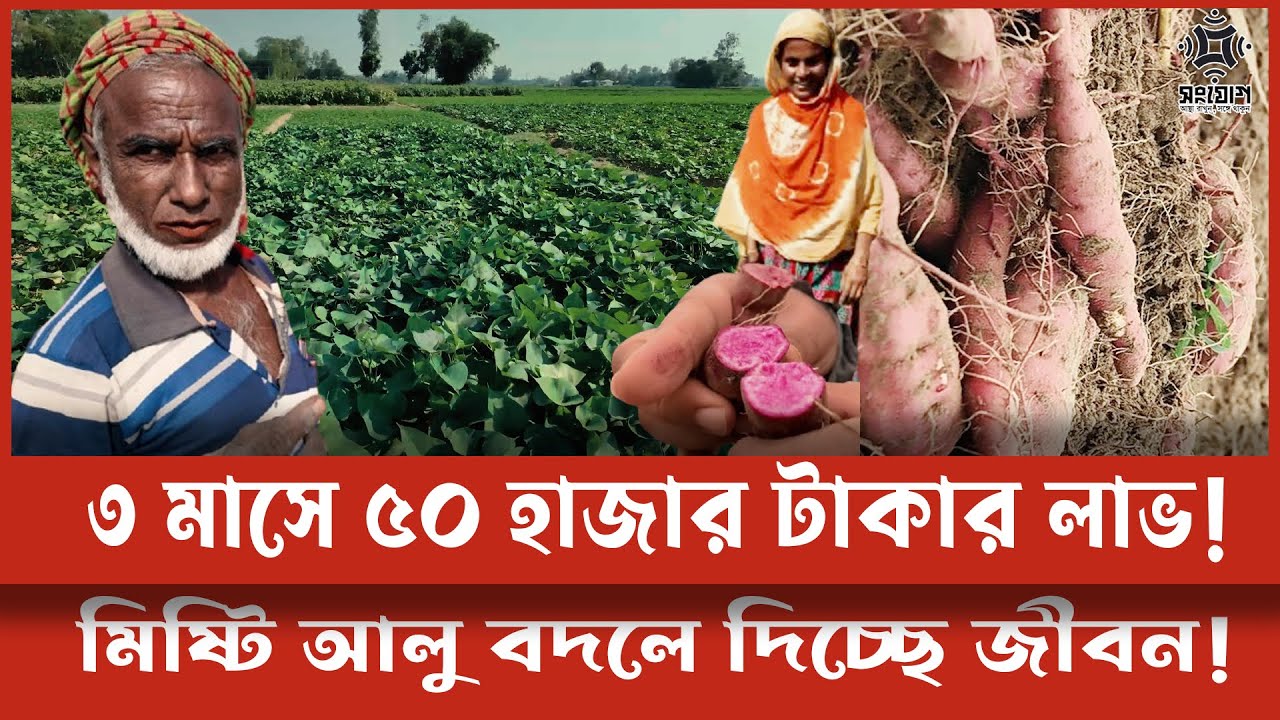 মিষ্টি আলু চাষে সাঘাটার কৃষকদের সাফল্য