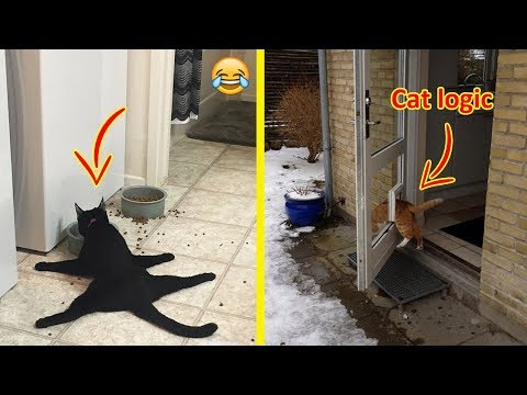 Hilarious Examples Of Cat Logic 😂