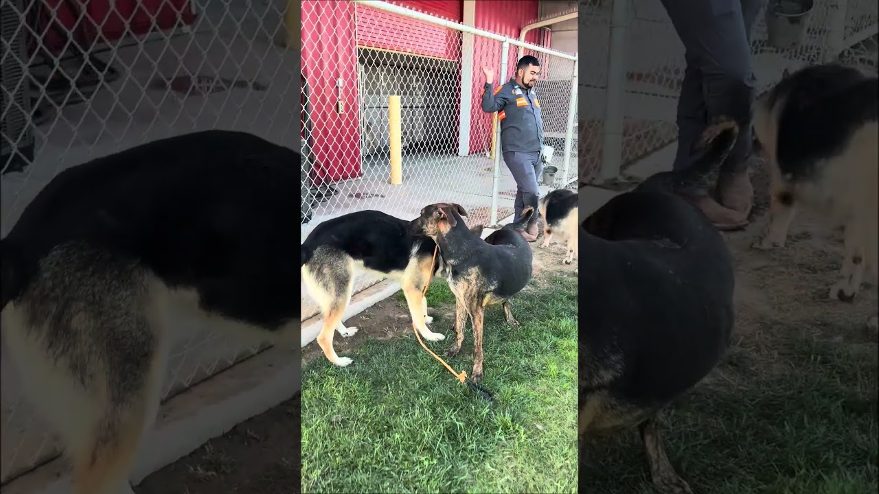 Enlarge MICHELL, a Adoptable German Shepherd Dog in Delano, CA video 5/5