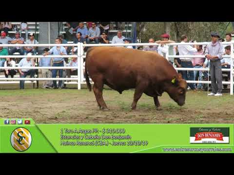 10-10-19 - Venta de Toros - Estancias y Cabañas Don Benjamín - Huinca Renancó (CBA.)