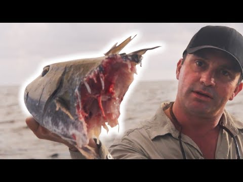 CES REQUINS ATTAQUENT TOUT CE QUI BOUGE ! - Cyril Chauquet