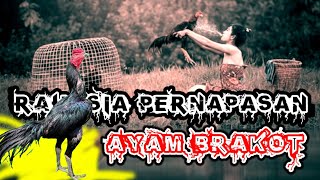 Download lagu KENAPA AYAM BRAKOT HARUS BERENANG & KAPAN WAKTUNYA mp3