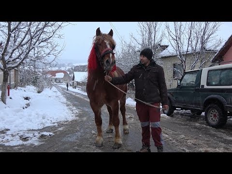 Caii lui Adi de la Calnic, Alba - 2018