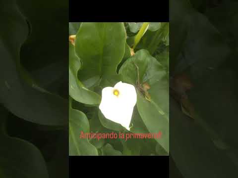 "Mis Sueños" anticipando la primavera!!. Humberto 1° Santa Fe Argentina