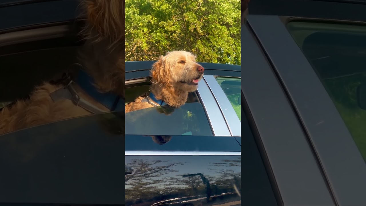 Wind in Fur: A Dog's Road Trip Delight