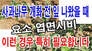 사과나무 개화전 잎 나왔을 때 요소 엽면시비. 이런 경우 특히 필요합니다.(사과나무 엽면시비. 조기낙엽으로인…