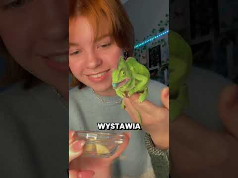 Kameleon pomocnik 🦎