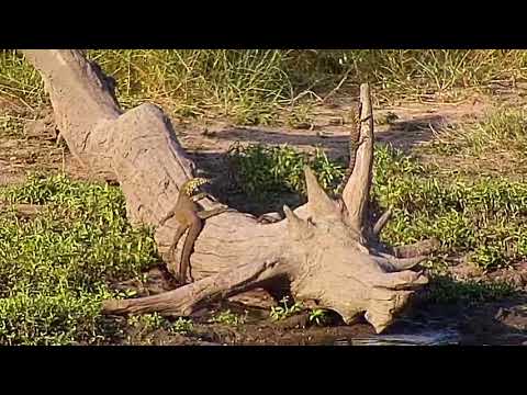 Djuma: Lizard Lounge (two Water Monitor Lizards) - 16:41 - 03/18/19