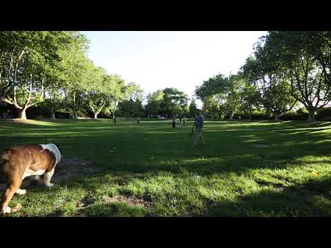 YouTube video about: How long is 1 hour for a dog?