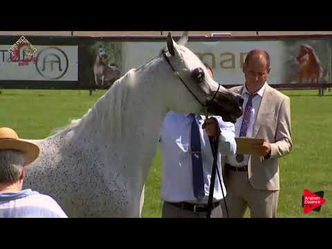 N.35 MAISA AL NASSER - Chantilly 2019 AHO World Cup - 8 Years Old and Older Mares (Class 5)