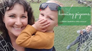 Homing Pigeon Babies & Eggs | May 2020