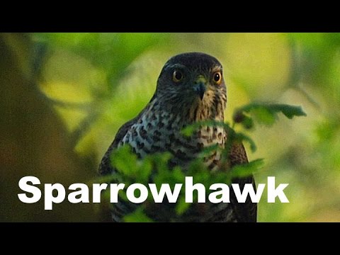 British Wildlife: Sparrowhawks in the wildwood ('Through the Garden Gate' DVD)