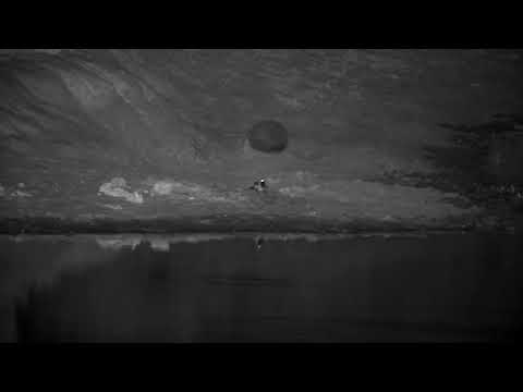 Djuma: Blacksmith Lapwing parent with chicks tucked under it - 02:43 - 09/19/2022