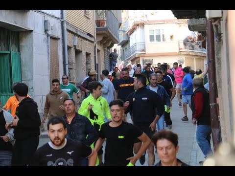 Uno de los novillos de Valrubio abandona la manada y siembra de emoción las calles de Aldeadávila