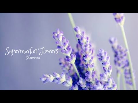 Supermarket Flowers - Ed Sheeran (Cover) | Shermaine