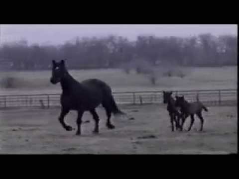 Black P.R.E. Andalusian horse twins