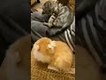 Cat Bites His Tail And He Did Not Appreciated It Lol Shorts
