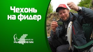 Начало клева чехони на верхней волге