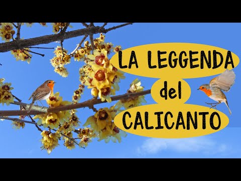 💐 LA LEGGENDA del CALICANTO 📖 Storia Illustrata con Sequenze da Scaricare + Curiosità sul Calicanto