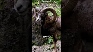 4 Animals That Can Die from Their Own Body Parts! #AnimalFacts #Wildlife #Nature