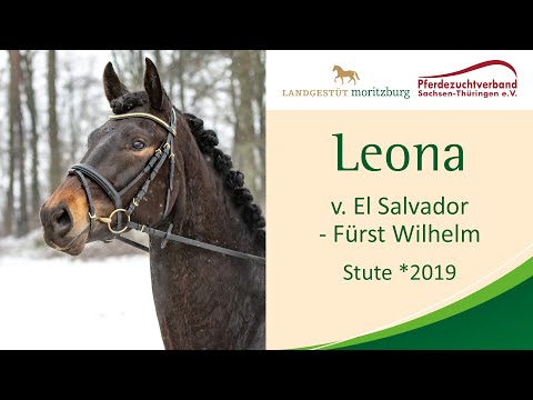 "Leona" Stute *2019 v. El Salvador - Fürst Wilhelm, Verkaufspferdewoche 2023 Moritzburg