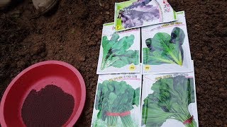청갓 적갓 돌산갓 아욱 파종시기와 재배방법