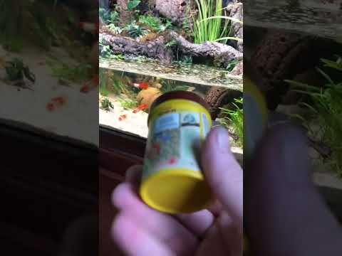 Is your fishfood expired?