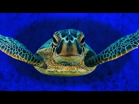 The Mystery of the Sea Turtle's "Lost Years"