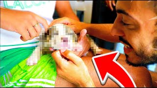 JE VOUS PRESENTE MON CHIOT...(American Bully)