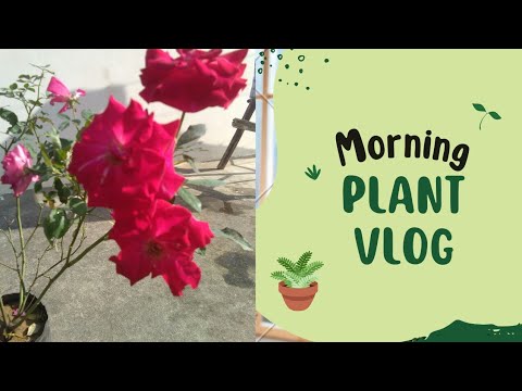 Green gardening.... 2022 !! beautiful flower##