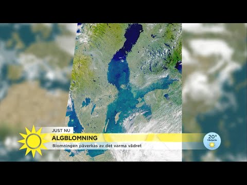 Se upp för algerna i badvattnet! - värmen gynnar den farliga algblomningen - Nyhetsmorgon (TV4)