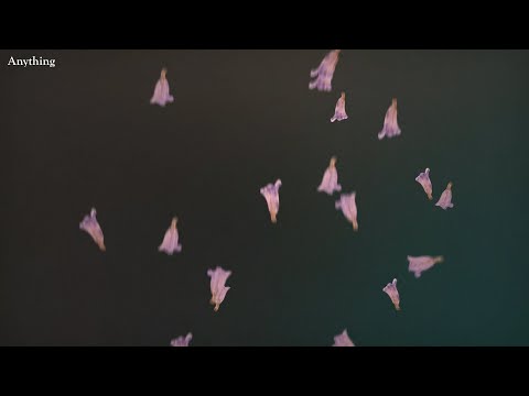 Sharon Van Etten - Anything (Lyric Video)