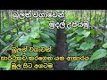 බුලත් වගාවෙන් ගොඩගිය විදිය මුල සිට අග�