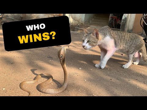 Insane Cat vs Snake Fights – This Snake Messed With the Wrong Cat