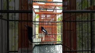 Download lagu KACER GACOR ISIAN PRENJAK TAMU #kicaumania #kenariproject mp3