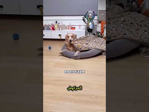 صداقة الكلاب مع البنت