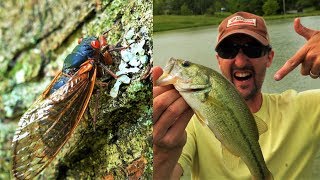 17 Year Cicada Bass Fishing Pennsylvania 2019 Brood VIII Crazy Life Cycle & BEST FISH BAIT EVER!!
