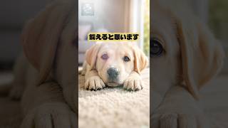 初心者でもラブラドール飼える？ #大型犬のいる生活＃デカい犬＃ラブラドール