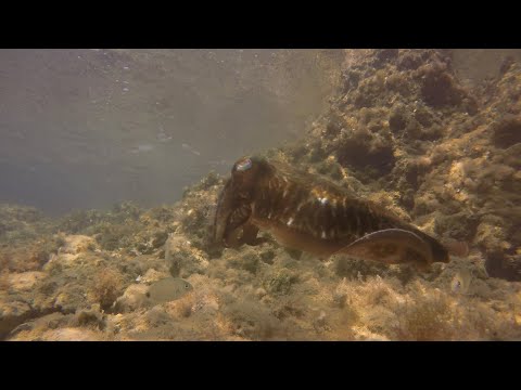 Snorkelling with a European Common Cuttlefish.  On holiday in Albania