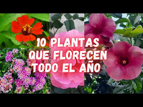 , title : '10 PLANTAS que FLORECEN TODO EL AÑO y NO Necesitan de Muchos CUIDADOS | plantas con muchas flores |'