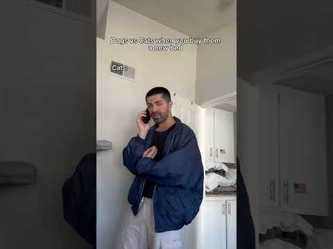 Dogs vs cats when you buy them a new bed #shorts #skit #funny