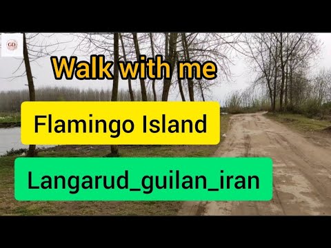 walk with me:Flamingo Chamkhaleh Island, Langrud, Gilan