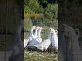 The Story Of Farmed Geese Animals Birds Vegan