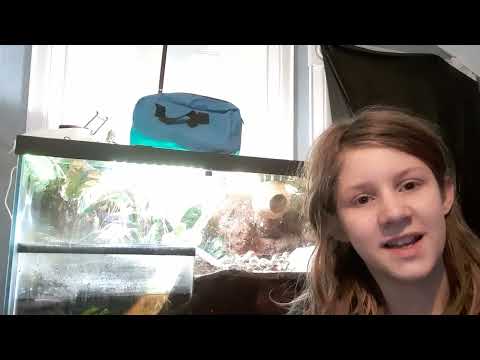 what should you feed your hermit crab crabs? | hermit crab food guide | land hermit crab diet