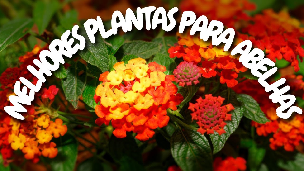 7 DAS MELHORES PLANTAS E FLORES PARA ABELHAS I PASTO APÍCOLA E PASTO MELIPONÍCOLA