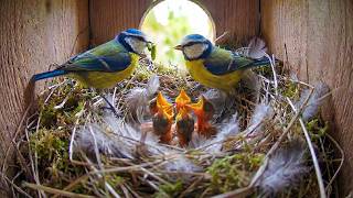 Download lagu Eurasian Blue Tit: 49 Days From Egg To Survivor mp3
