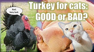 Should I Feed my Cat Turkey? (Common Raw Cat Food Question!) - Cat Lady Fitness
