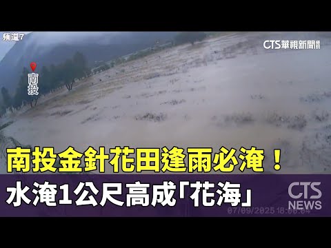 逢雨必淹！　南投金針花田水淹1公尺高成「花海」