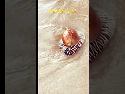 Melo Melo Snail @ECP beach #dailyvlog #singapore #melosnail #snail #ecp