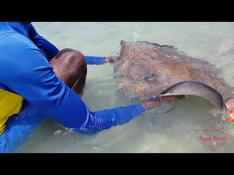 Stingray Experience Montego Bay Jamaica
